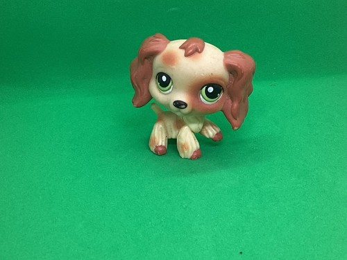 Authentic pet shop spaniel - shop, no