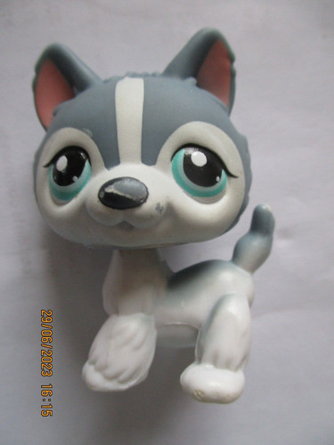 Petshop chien husky sans - chien,